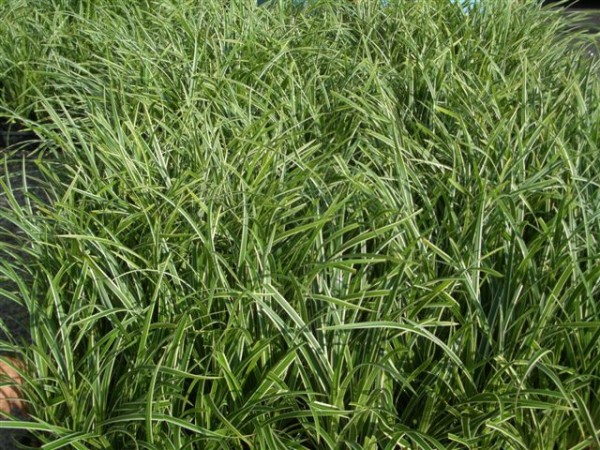 シペラス 広島｜エクステリア・外構｜モダンハウジング