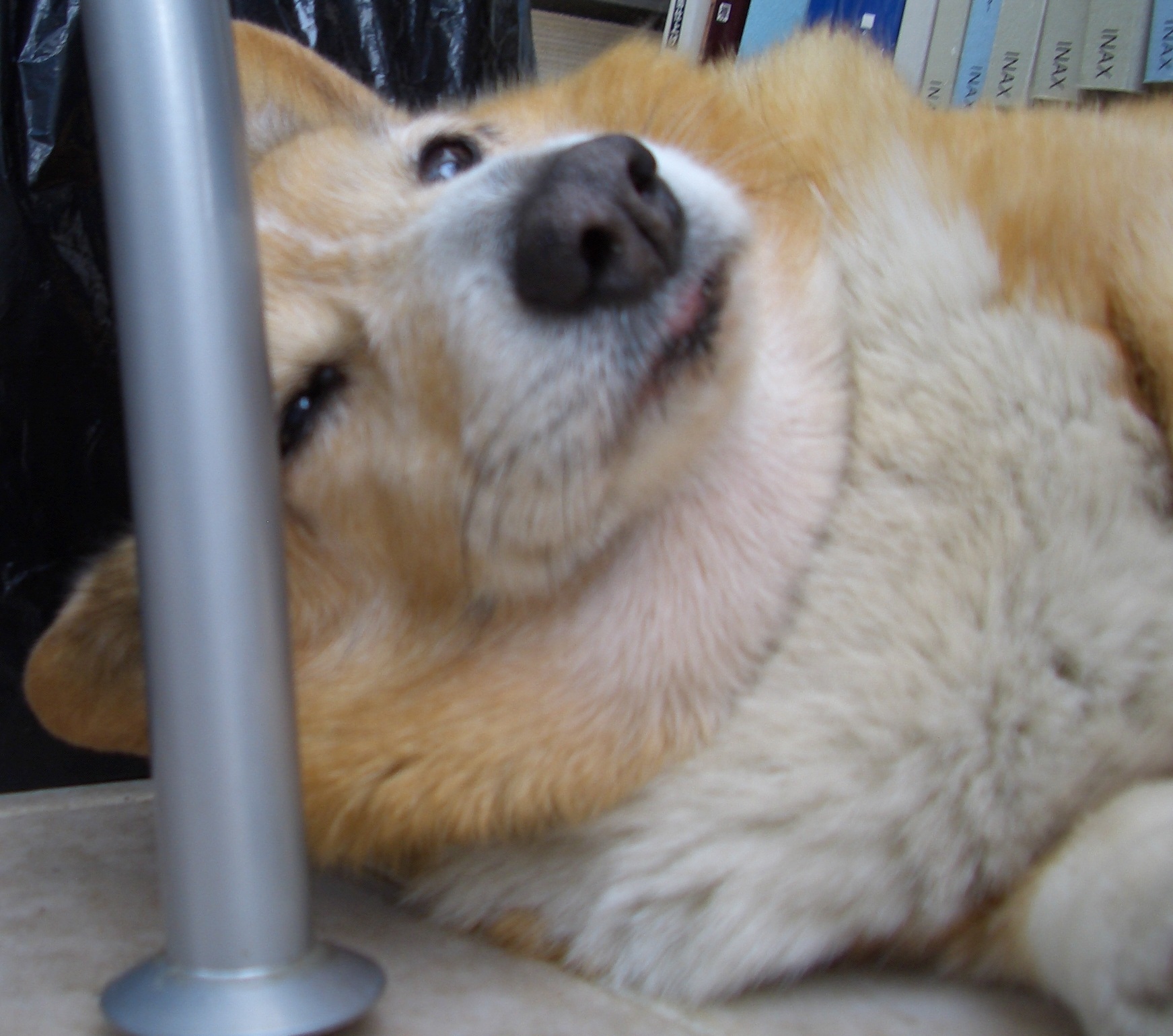 ✾さくら4日目✾
