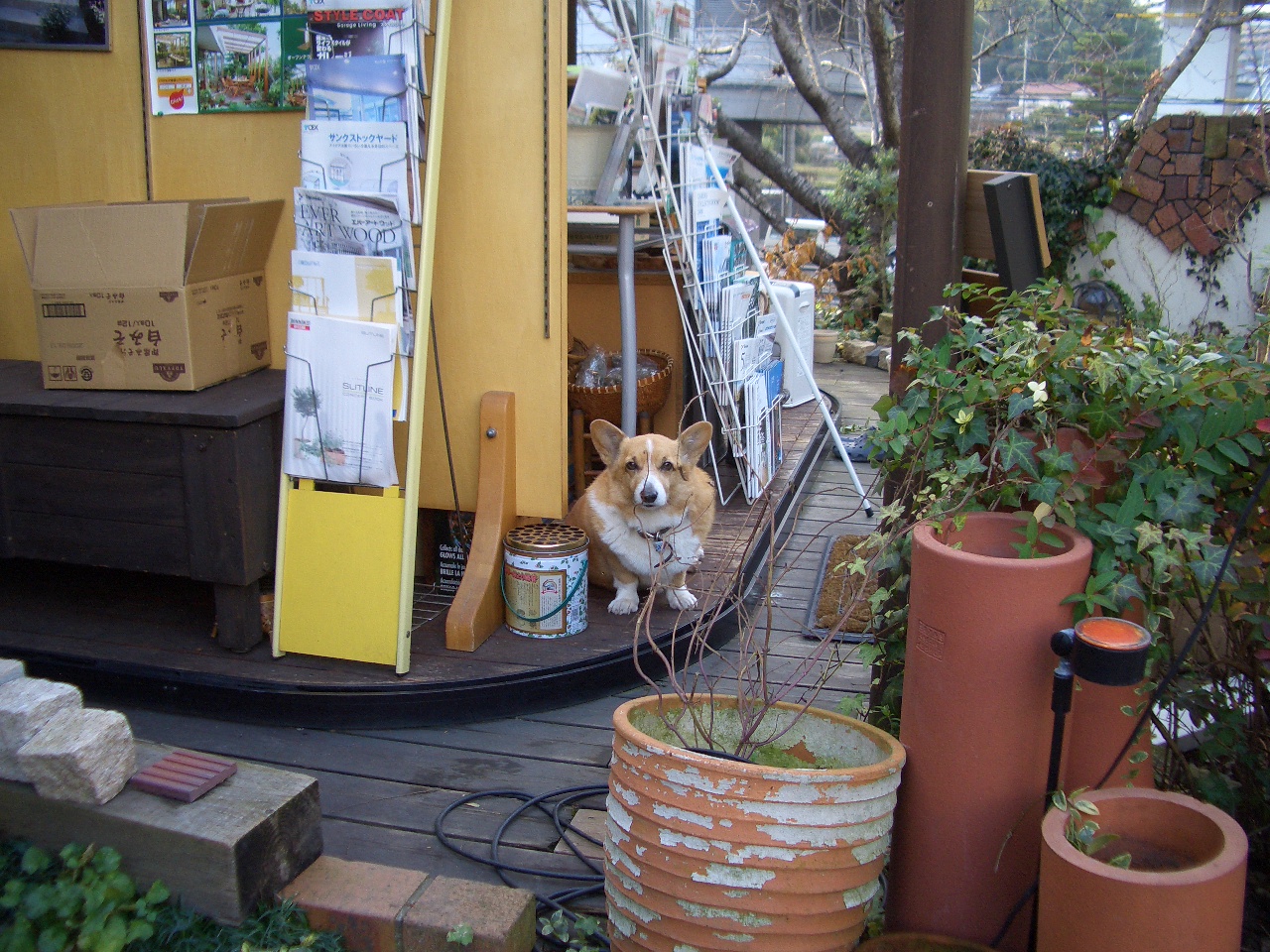 バラが咲いています♪