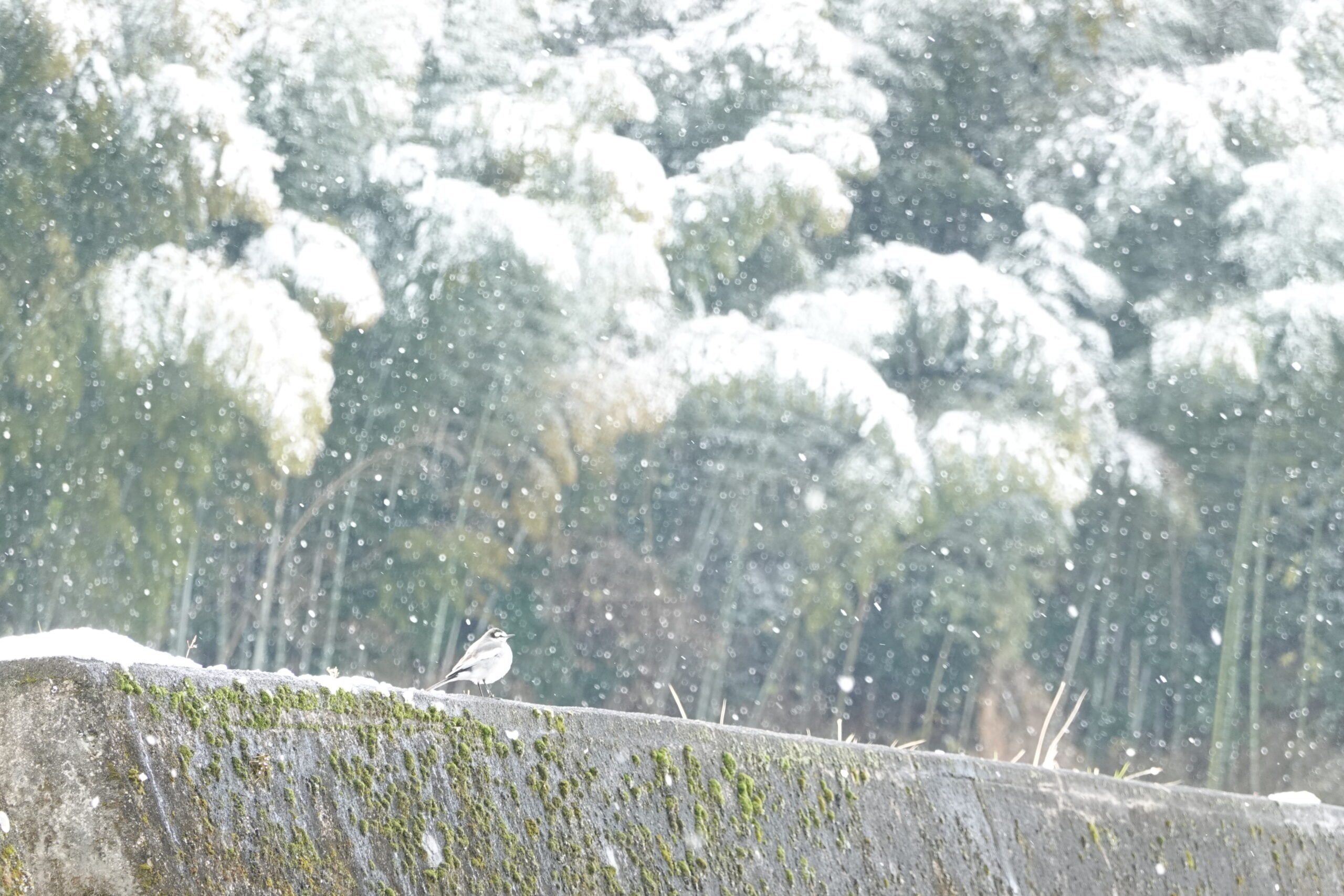 仕事納めの日　雪です