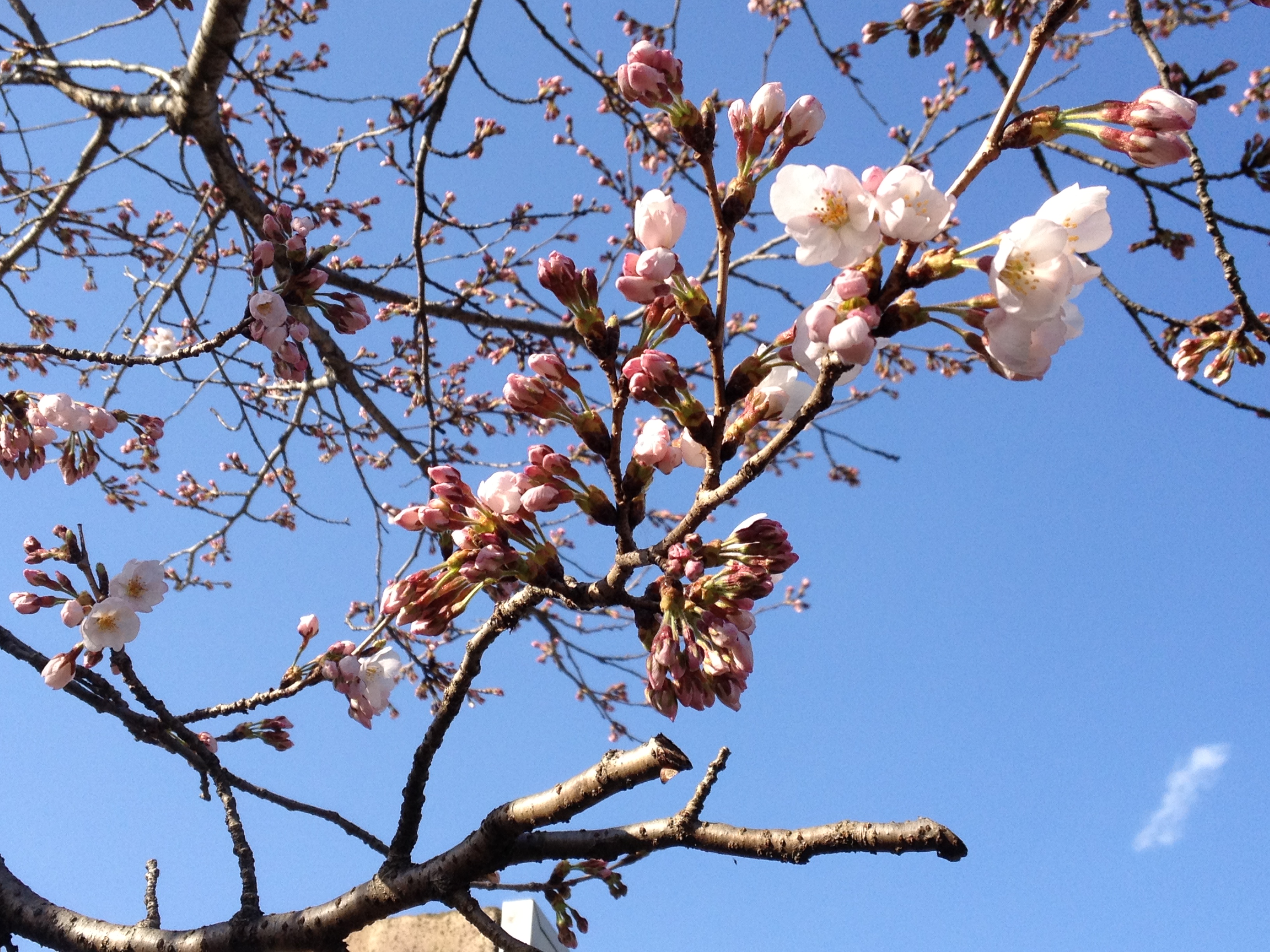開花しました！！
