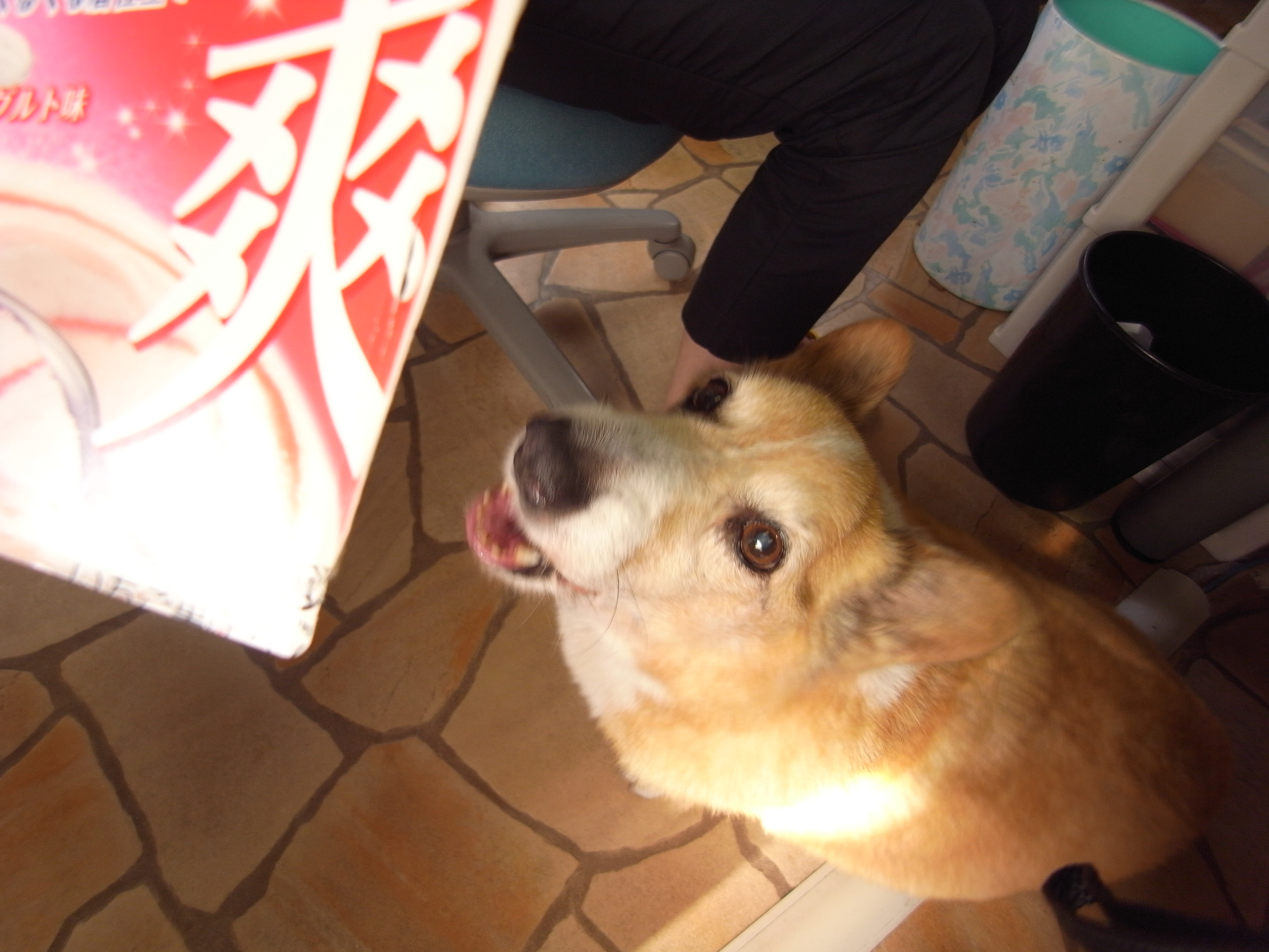 uroco!!