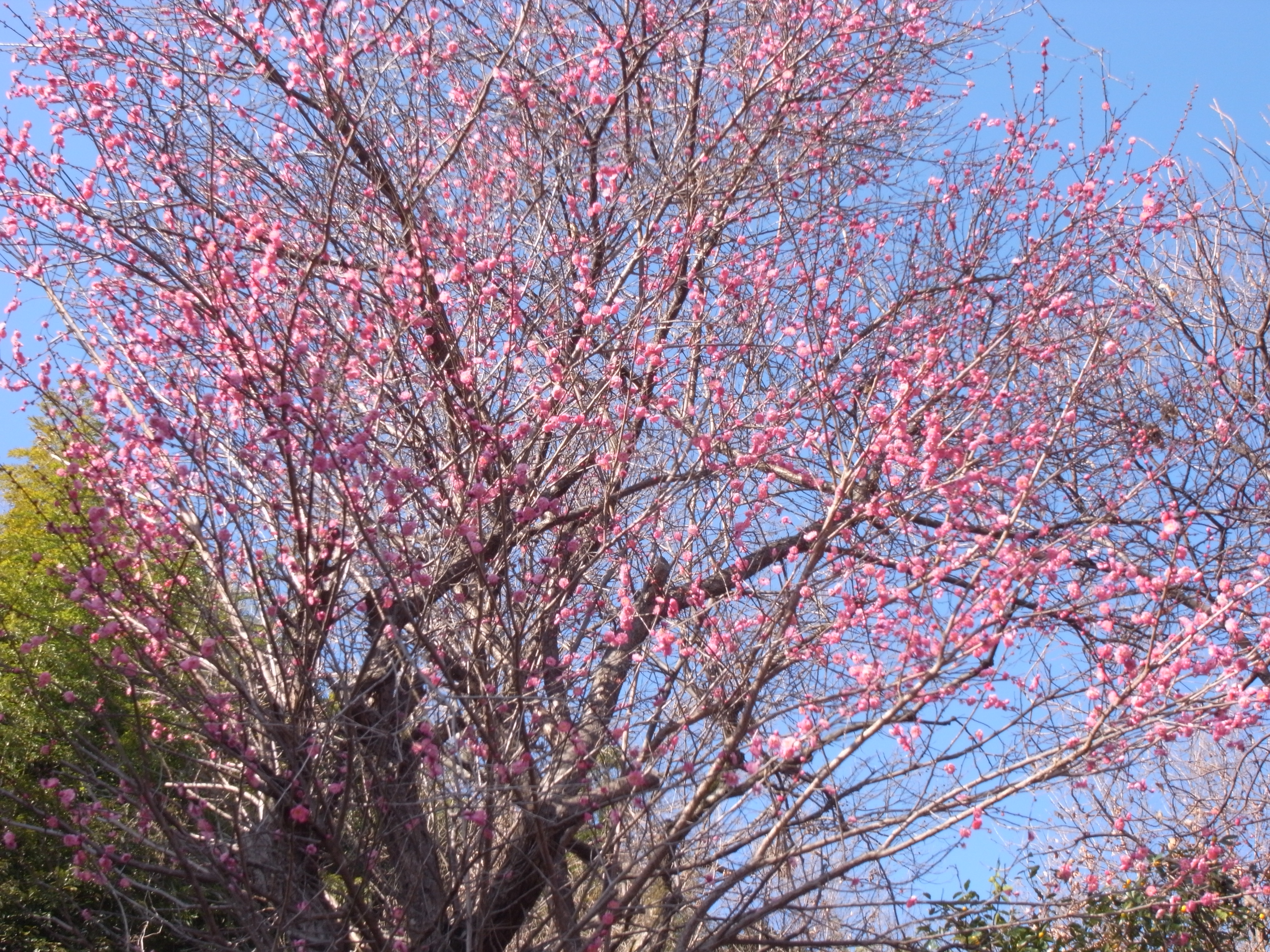 紅梅がきれいに咲いています♪