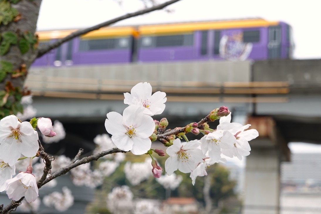 桜が咲きました
