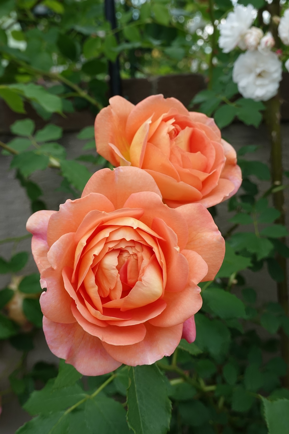 sDSC01978